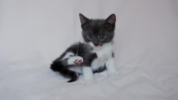 Schattig Grijs Wit Kitten Zit Lichte Deken Krabben Met Zijn — Stockvideo