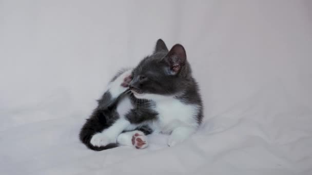 Niedliches Grauweißes Kätzchen Sitzt Auf Einer Hellen Decke Und Kratzt — Stockvideo