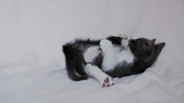 かわいいグレーの白い子猫はライトブランケットとニブルに横たわっていて その後ろの足をなめる 若い国内猫と4K映像 ペットストアの広告 子猫のためのフリー反発 — ストック動画