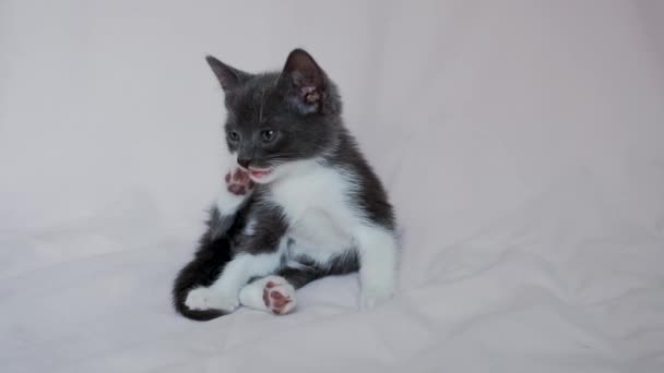 Cute Gray White Kitten Lies Light Blanket Licks Itches Footage — Stock Video