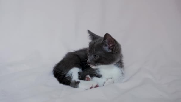 灰白色的小猫躺在轻薄的毛毯上 用跳蚤舔痒 4K镜头与年轻的家猫 宠物商店的广告 治疗猫咪发痒的方法 把小猫从街上带走 — 图库视频影像
