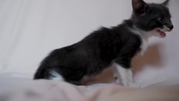 可爱的灰色小猫咪坐在轻薄的毛毯上叫着 4K镜头与年轻的家猫 宠物商店的广告 没种就把小猫从街上带走 — 图库视频影像
