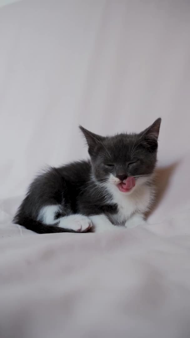 可爱的灰白色小猫坐在轻薄的毛毯上 舔又痒 4K垂直镜头与年轻的家猫 宠物商店的广告 用于小猫的跳蚤驱蚊剂 — 图库视频影像