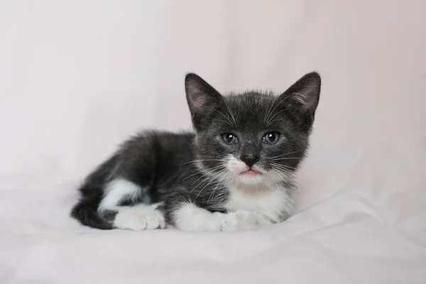 Cute Fluffy Domestic Gray Young Kitten Lies White Blanket Tucking — Fotografia de Stock