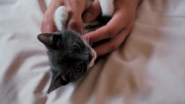 人类用双手抓着可爱的毛茸茸的灰白色小猫 抓挠它 抚摸它 试图让它休眠在轻薄的毛毯上 4K镜头与年轻的家猫 宠物店广告 — 图库视频影像