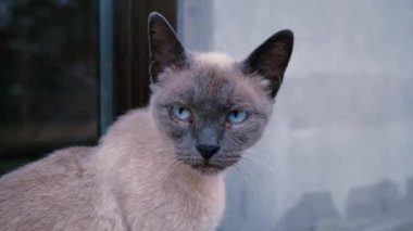 Krem renkli kahverengi kedi, mavi gözlü, yaralı, oturur ve dikkatlice bakar. Hasta bir kedi gibi evden atıldım. Sokakta dolaşan Siyam kedisi, sokak kedisi..
