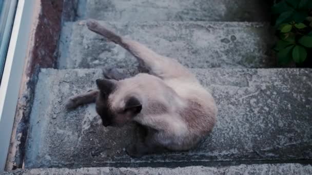 Cream Colored Brown Cat Blue Eyes Lies Steps Its Hind — Vídeo de Stock