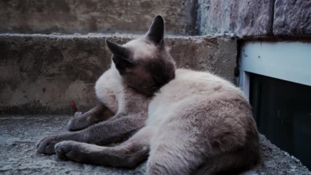 Cream Colored Brown Cat Blue Eyes Lies Steps Licking Scratching — Vídeo de Stock