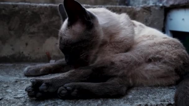 Cream Colored Brown Cat Blue Eyes Lies Steps Licking Scratching — Vídeo de Stock