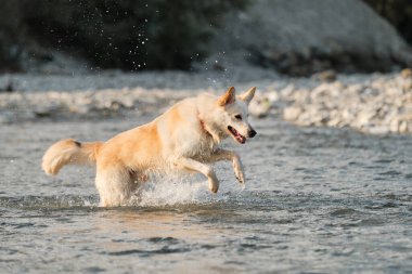 Beyaz tüylü, iri melez köpek nehir boyunca koşar ve farklı yönlere uçar. Sibirya kurdu melezi ve İsviçreli çoban köpeği. Suyun kenarında köpekle vakit geçir..