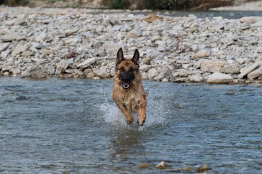 Siyah ve kırmızı renkli güzel Alman çoban köpeği mutlu bir ağızlıkla nehir boyunca koşar ve patilerinin altından farklı yönlere sıçrar. Havuz kenarında evcil hayvanla yürü.