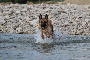 Siyah ve kırmızı renkli güzel Alman çoban köpeği mutlu bir ağızlıkla nehir boyunca koşar ve patilerinin altından farklı yönlere sıçrar. Havuz kenarında evcil hayvanla yürü.