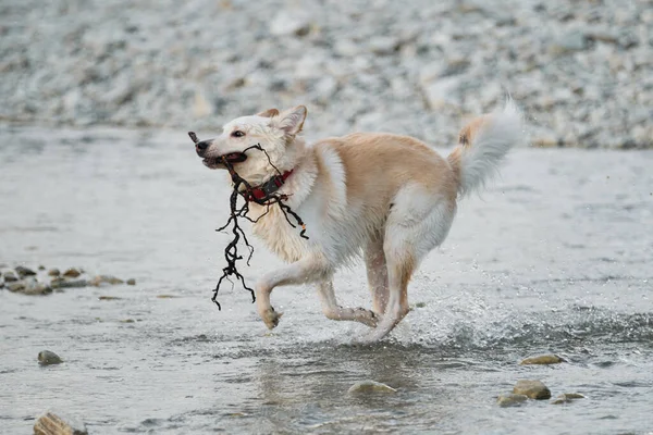 White Fluffy Large Mongrel Runs River Holds Tree Branch Mouth — Stock Photo, Image