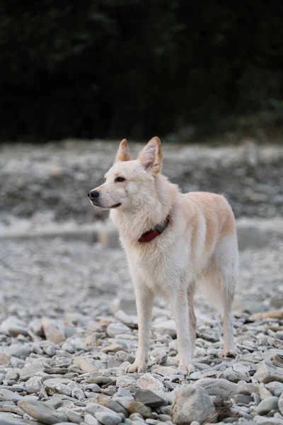 Beyaz Tüylü Iri Bir Köpek Nehir Kıyısında Duruyor Dikkatlice Ileriye — Stok fotoğraf