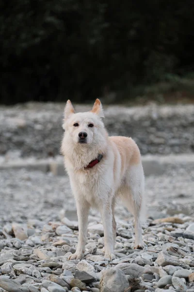 Beyaz Tüylü Iri Bir Köpek Nehir Kıyısında Duruyor Dikkatlice Ileriye — Stok fotoğraf