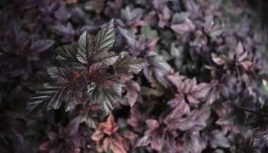 Bahçe bitkilerinin minimalist arka planı. Ev bahçesi süs bitkisinin gül yaprakları. Yakın plan. Alışılmadık mavi ve leylak rengi yaprakları olan bir çalı..