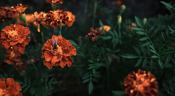 Malý Pracovitý Hmyz Včela Sbírá Nektar Oranžové Zahrady Dekorativní Domácí — Stock fotografie