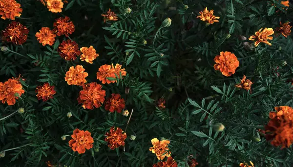 노란색 오렌지색으로 장식된 정원의 꽃들의 아름다운 주위에 있습니다 — 스톡 사진