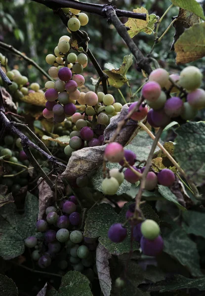 Uvas Ainda Não Estão Maduras Estão Penduradas Num Ramo Vinha — Fotografia de Stock
