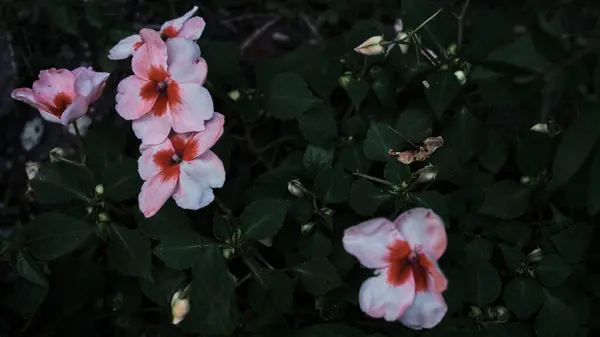 Pequenas Flores Rosa Claro Crescer Jardim Flores Close Uma Vista — Fotografia de Stock