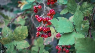 4K video, kırmızı orman meyveleriyle yakın çekim ve yeşil bulanık arka plan ile ağır çekimdir. Olgunlaşmamış kırmızı böğürtlenler yeşil yapraklarla dikenli çalılara asılıyor..