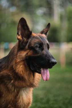 Güzel, yetişkin bir köpek, yeşil bulanık arka planda ağızlık. Yakın planda siyah-kırmızı bir Alman çoban köpeği portresi. Köpek dilini dışarı çıkararak nefes alır..