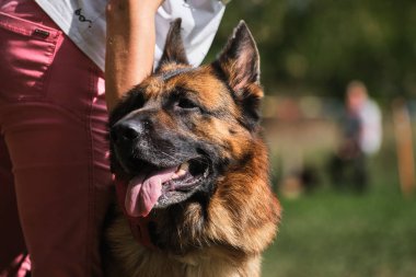 Güzel, yetişkin bir köpek, yeşil bulanık arka planda ağızlık. Yakın planda siyah-kırmızı bir Alman çoban köpeği portresi. Amirler sergide köpeklerin başını tutuyor..