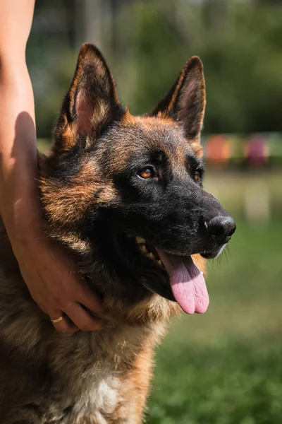 Mooie Charmante Volwassen Hond Muilkorf Groene Wazige Achtergrond Portret Van — Stockfoto