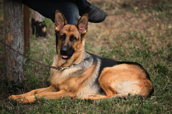 Tyska Herde Svart Och Röd Färg Ligger Vackert Gräset Clearing — Stockfoto