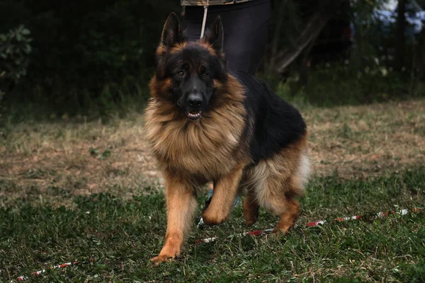魅力的なふわふわの黒と赤のドイツの羊飼いは ハンドラで犬のショーでリングで実行されます 長い毛の羊飼いの犬は非常に美しいフィールドで草の上で実行されます — ストック写真