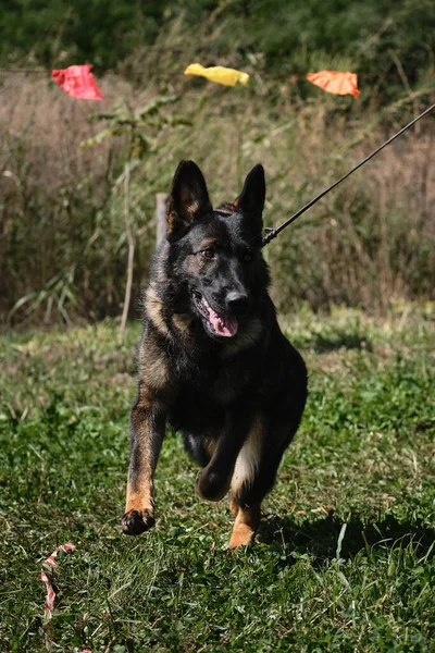 Duitse Herder Van Zonale Grijze Wolf Kleur Van Het Werken — Stockfoto