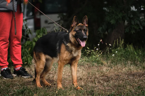 Charmoso pastor britânico de pernas curtas raça popular de cão é