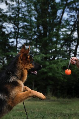 Genç safkan köpek zıplar ve sahibinin iple tuttuğu dişleriyle turuncu topu yakalamaya çalışır. Alman çoban köpeği sıcak yaz gününde yeşil düzlükte topla oynuyor..