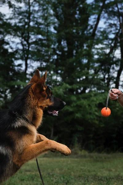 Młody Rasowy Pies Skacze Próbuje Złapać Pomarańczową Kulę Zębami Którą — Zdjęcie stockowe