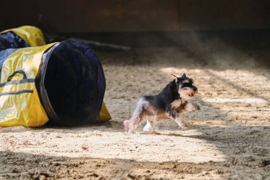 Çeviklik yarışmaları. Siyah ve bronzlaşmış Minyatür Schnauzer köpeği tünelden çıkar ve patilerinin altından kum uçar. Hız ve çeviklik, köpeklerle spor.