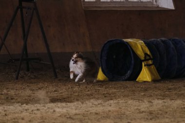Çeviklik yarışmaları. Kırmızı renkli Sheltie köpeği tünelden çıkar ve patilerinin altından kum uçar. Hız ve çeviklik, spor. Shetland Çoban Köpeği.