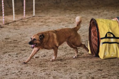 Çeviklik yarışmaları. Kırmızı renkli melez köpek hızla tünelden çıkar ve pençelerinin altından kum uçar. Hız ve çeviklik, evcil hayvanlı spor.