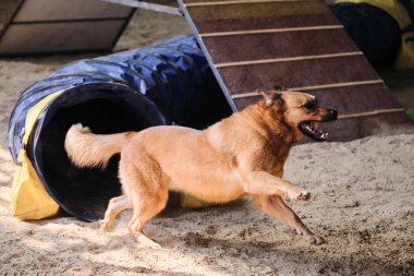 Çeviklik yarışmaları. Kırmızı renkli melez köpek hızla tünelden çıkar ve pençelerinin altından kum uçar. Hız ve çeviklik, evcil hayvanlı spor.
