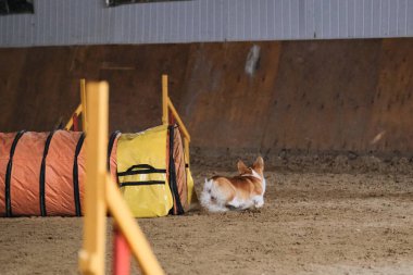 Çeviklik yarışmaları. Köpek Welsh Corgi Pembroke kırmızı rengi hızla tünel dışına çıkar ve patilerinin altından kum uçar. Hız ve çeviklik, evcil hayvanlı spor.
