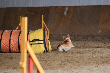 Çeviklik yarışmaları. Köpek Welsh Corgi Pembroke kırmızı rengi hızla tünel dışına çıkar ve patilerinin altından kum uçar. Hız ve çeviklik, evcil hayvanlı spor.