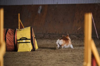 Çeviklik yarışmaları. Köpek Welsh Corgi Pembroke kırmızı rengi hızla tünel dışına çıkar ve patilerinin altından kum uçar. Hız ve çeviklik, evcil hayvanlı spor.