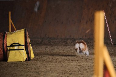 Çeviklik yarışmaları. Köpek Welsh Corgi Pembroke kırmızı rengi hızla tünel dışına çıkar ve patilerinin altından kum uçar. Hız ve çeviklik, evcil hayvanlı spor.