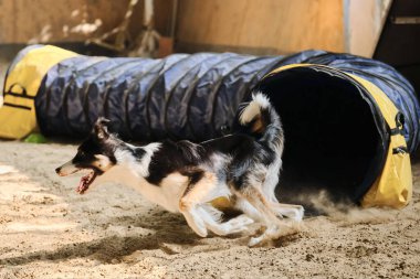 Çeviklik yarışmaları. Bronz tenli siyah ve kırmızı renkli çoban köpeği tünelden hızla çıkar ve patilerinin altından kum sinekleri uçar. Hız ve çeviklik, evcil hayvanlı spor.