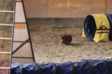 Çeviklik yarışmaları. Kırmızı renkli cüce dachshund çabucak tünel dışına çıkar ve pençelerinin altından kum uçar. Hız ve çeviklik, köpeklerle spor.
