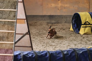 Çeviklik yarışmaları. Kırmızı renkli cüce dachshund çabucak tünel dışına çıkar ve pençelerinin altından kum uçar. Hız ve çeviklik, köpeklerle spor.