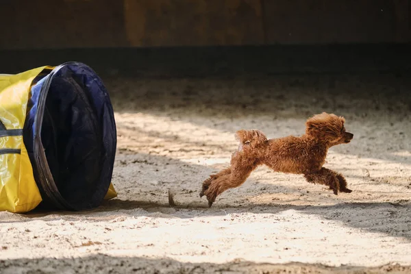 Agility competitions. Dog of breed toy poodle of red color runs out of tunnel and sand flies from under paws. Speed and agility, sports with dog.