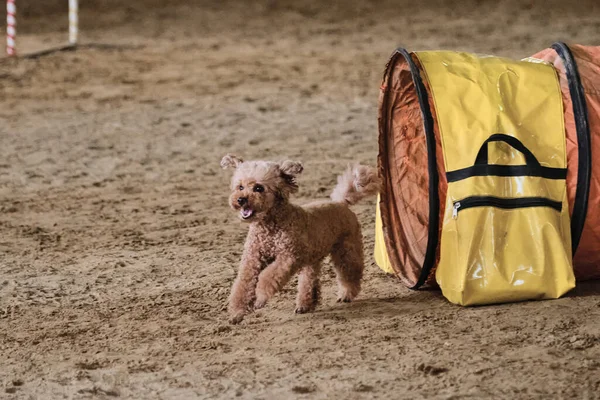 Agility competitions. Dog of breed toy poodle of red color runs out of tunnel and sand flies from under paws. Speed and agility, sports with dog.
