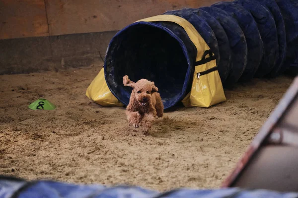 Agility competitions. Dog of breed toy poodle of red color runs out of tunnel and sand flies from under paws. Speed and agility, sports with dog.