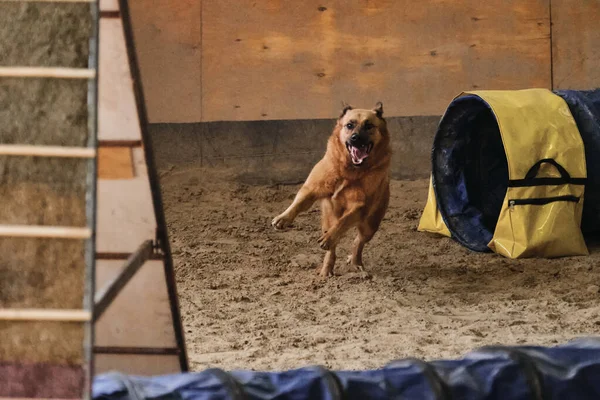 Çeviklik yarışmaları. Kırmızı renkli melez köpek hızla tünelden çıkar ve pençelerinin altından kum uçar. Hız ve çeviklik, evcil hayvanlı spor.