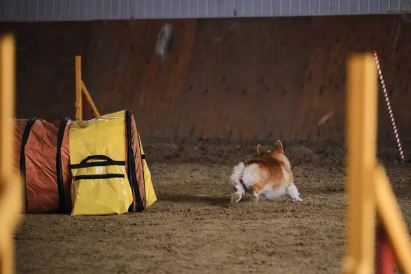 Çeviklik yarışmaları. Köpek Welsh Corgi Pembroke kırmızı rengi hızla tünel dışına çıkar ve patilerinin altından kum uçar. Hız ve çeviklik, evcil hayvanlı spor.